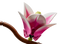 Конструктор LEGO Botanicals Гілки магнолії
