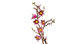 Конструктор LEGO Botanicals Гілки магнолії